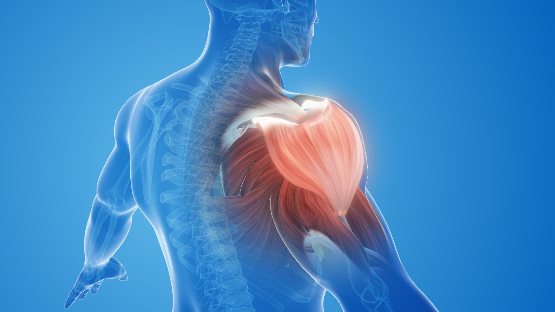 shoulder muscle pain and injury